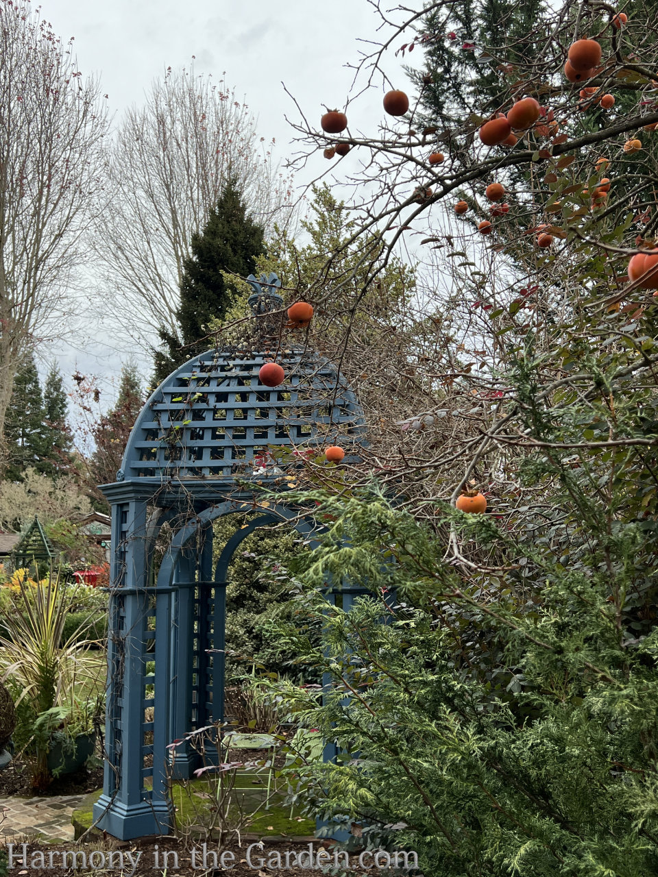 blue in the garden