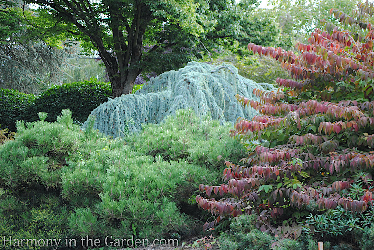 blue in the garden