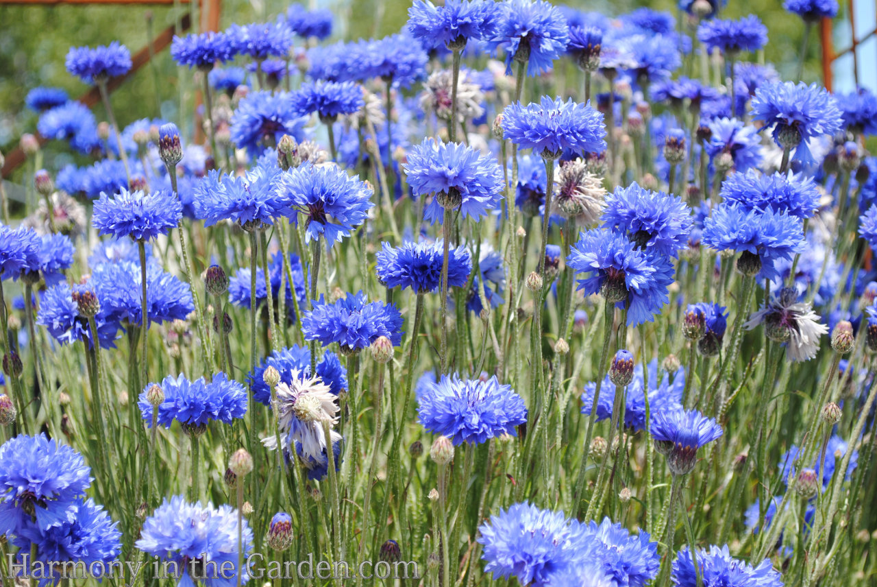 blue flowers