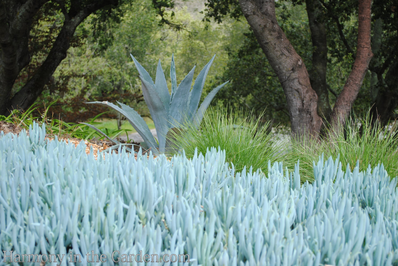 blue in the garden