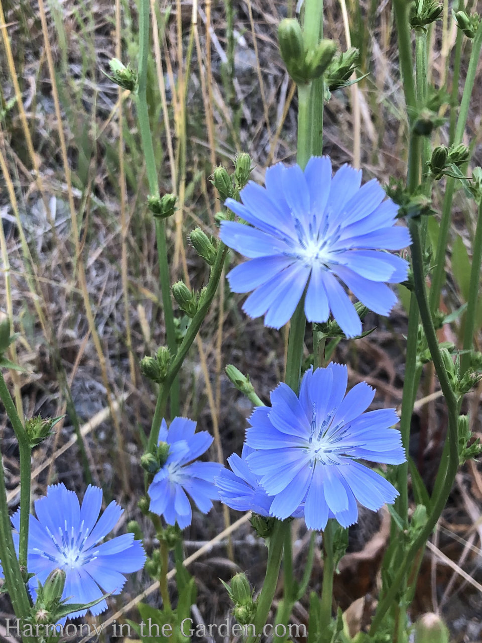 blue in the garden