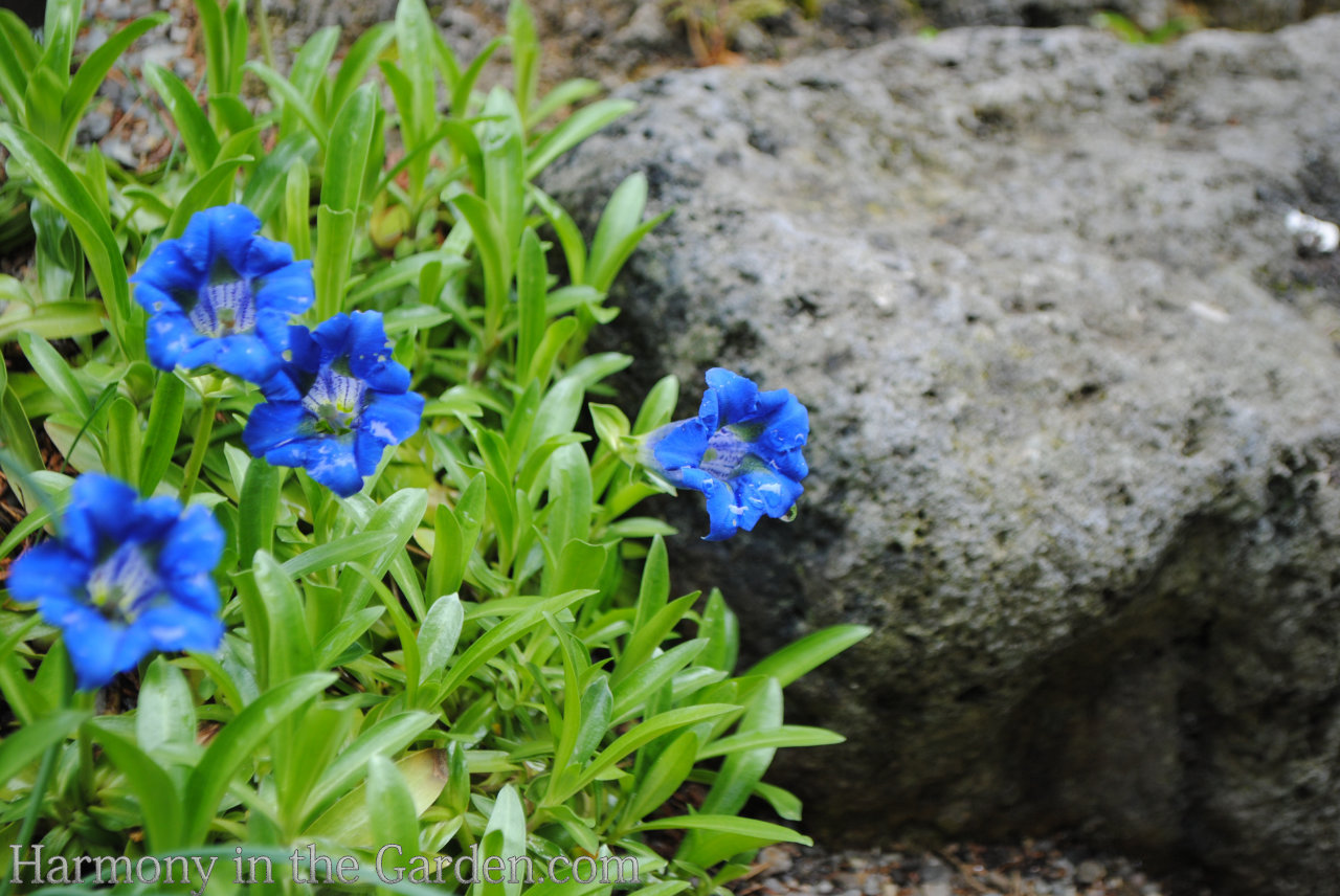 blue in garden