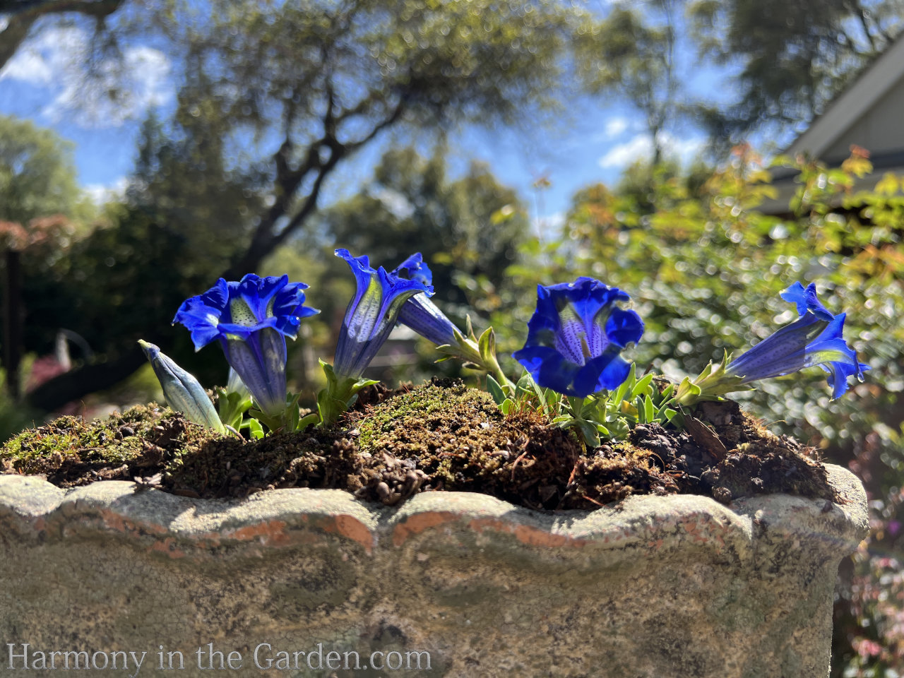 blue flowers