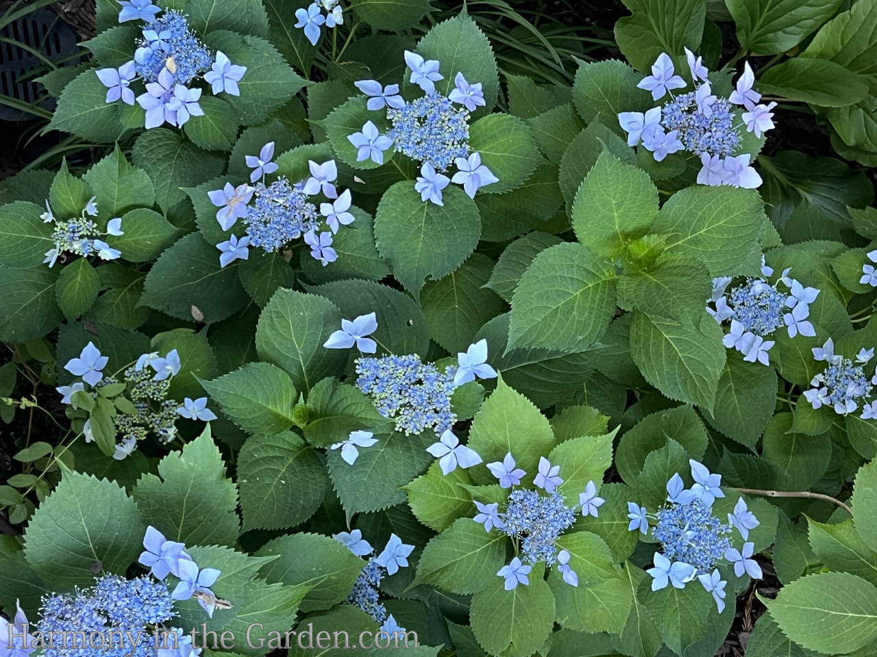 blue in the garden