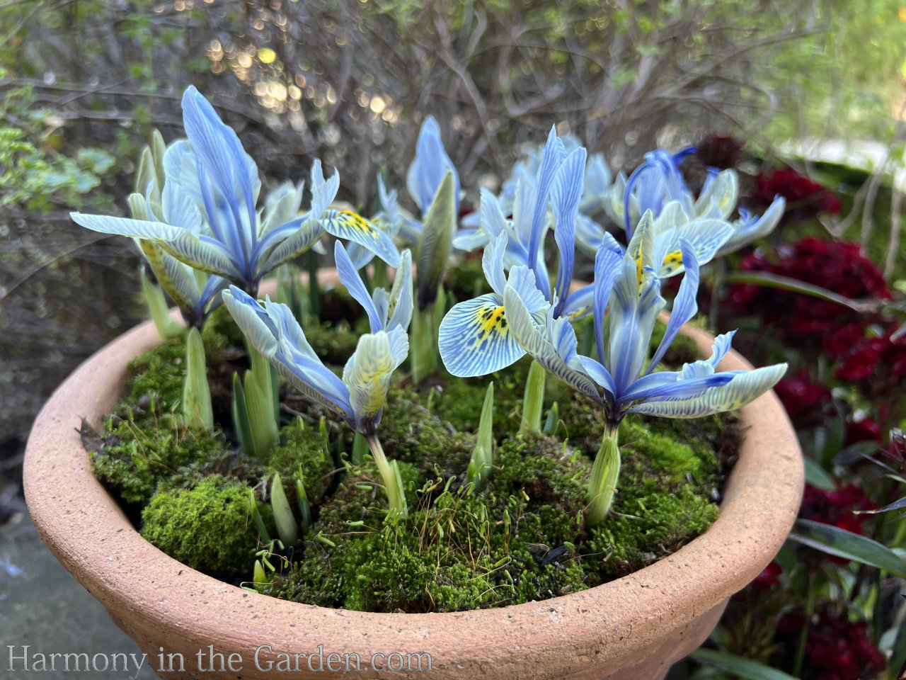 blue flowers