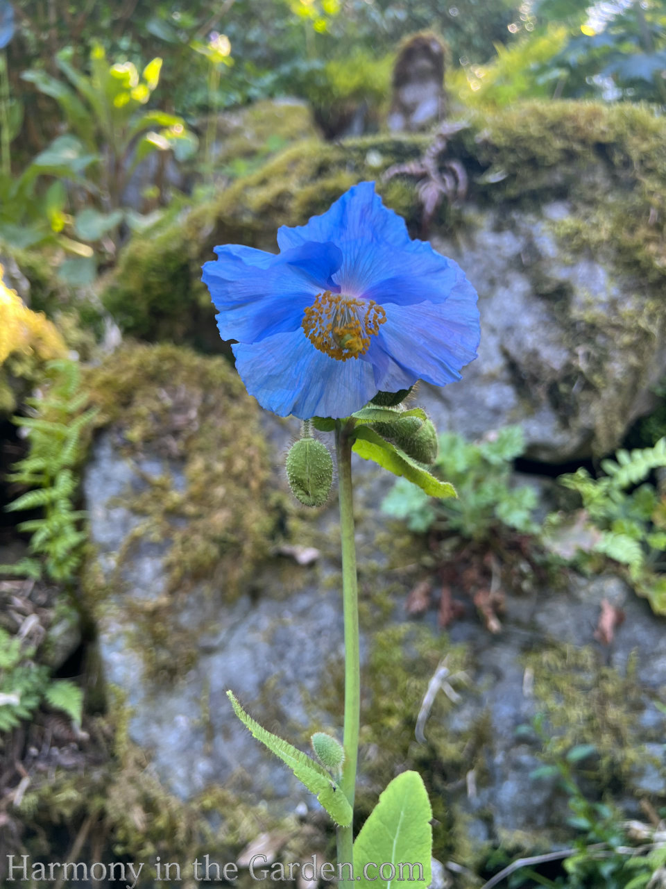 blue in the garden