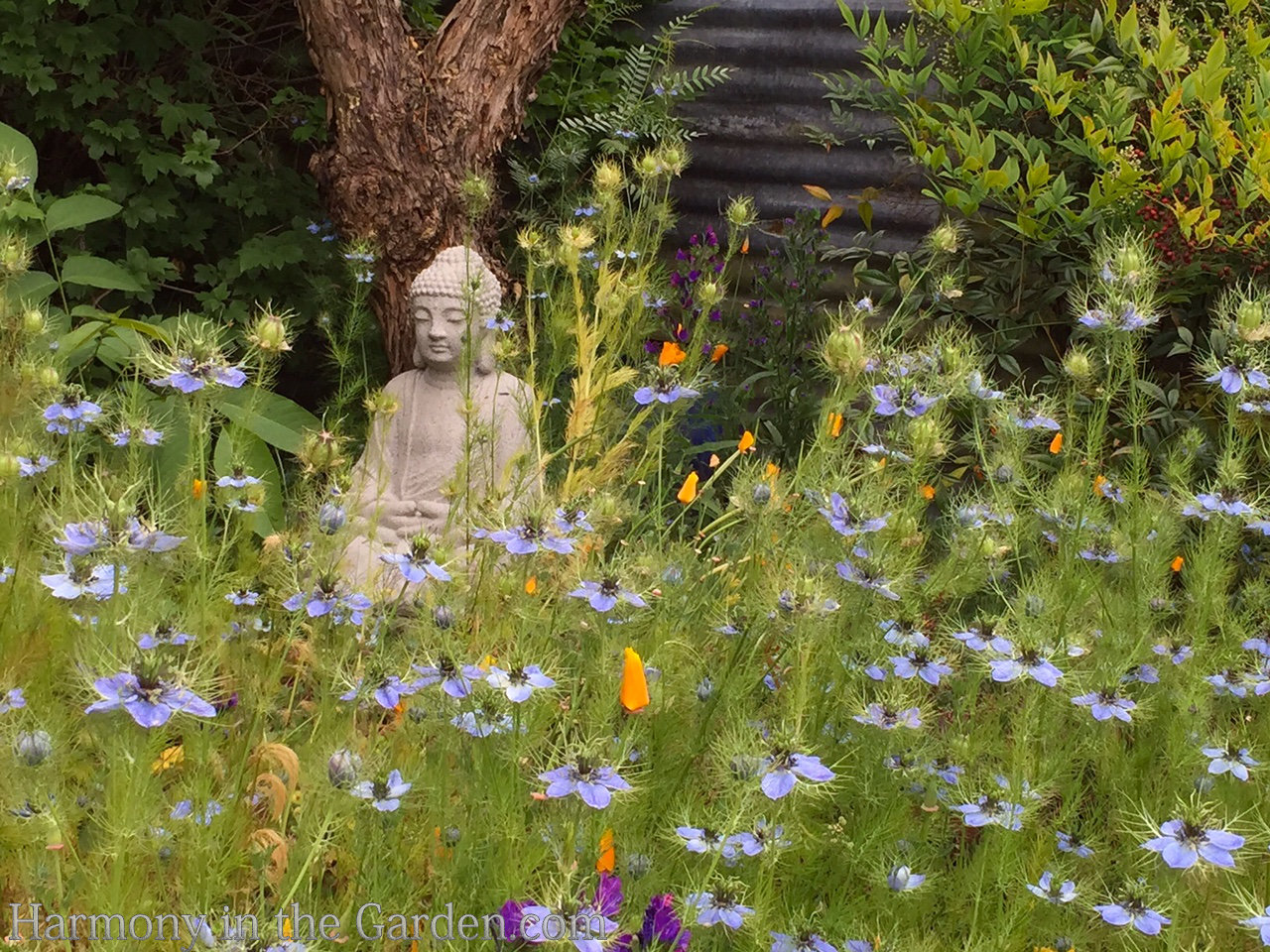 blue in the garden