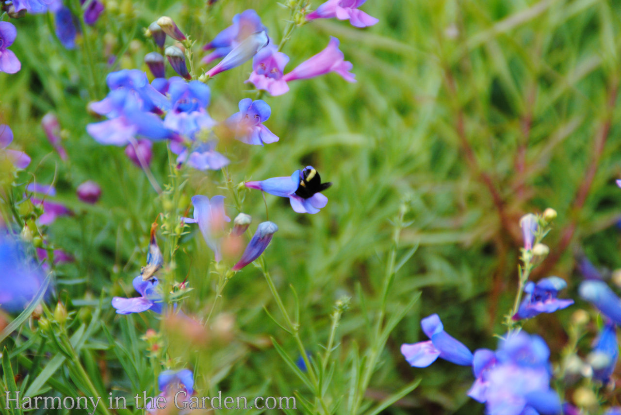 blue in the garden