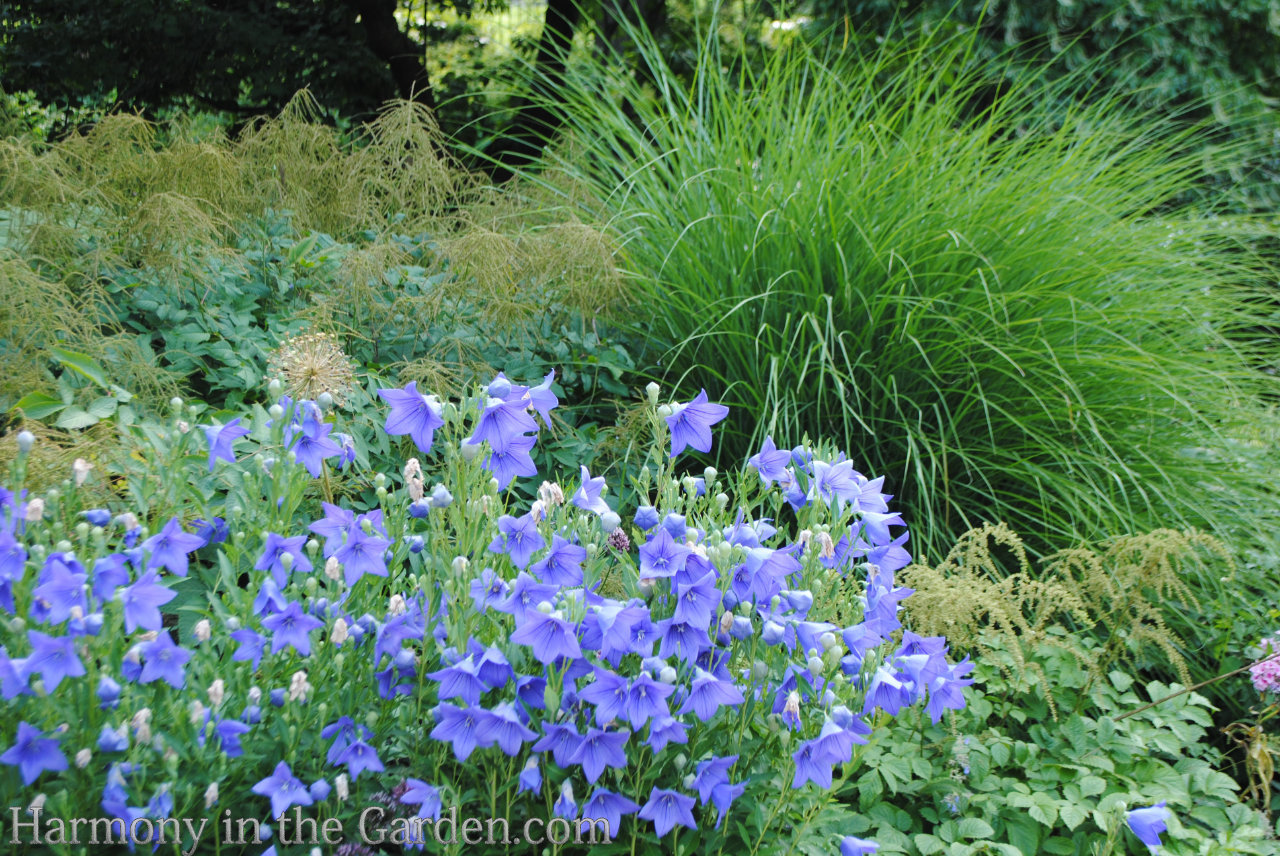 blue in the garden