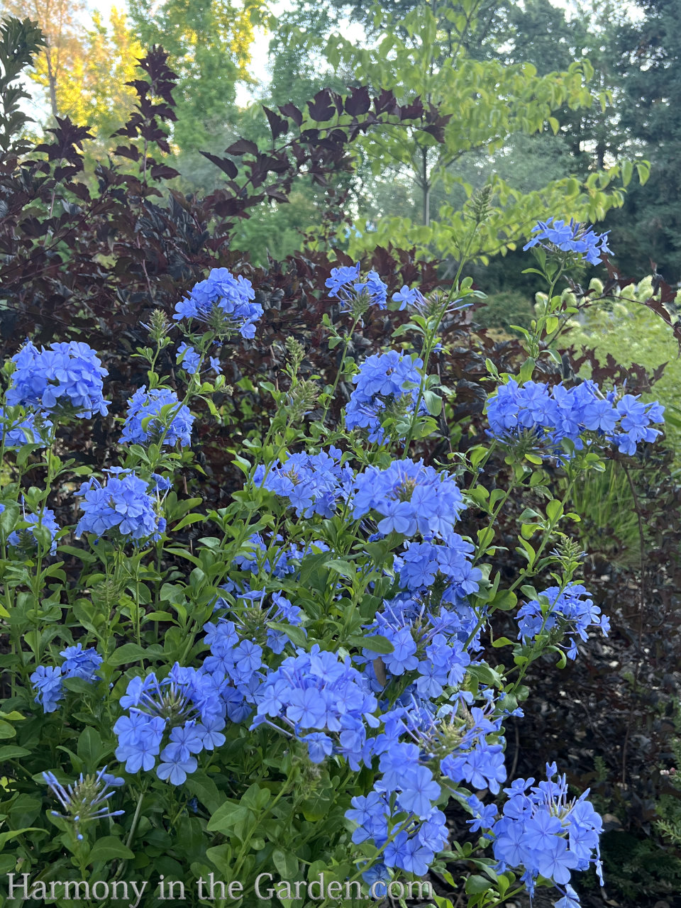 blue in the garden