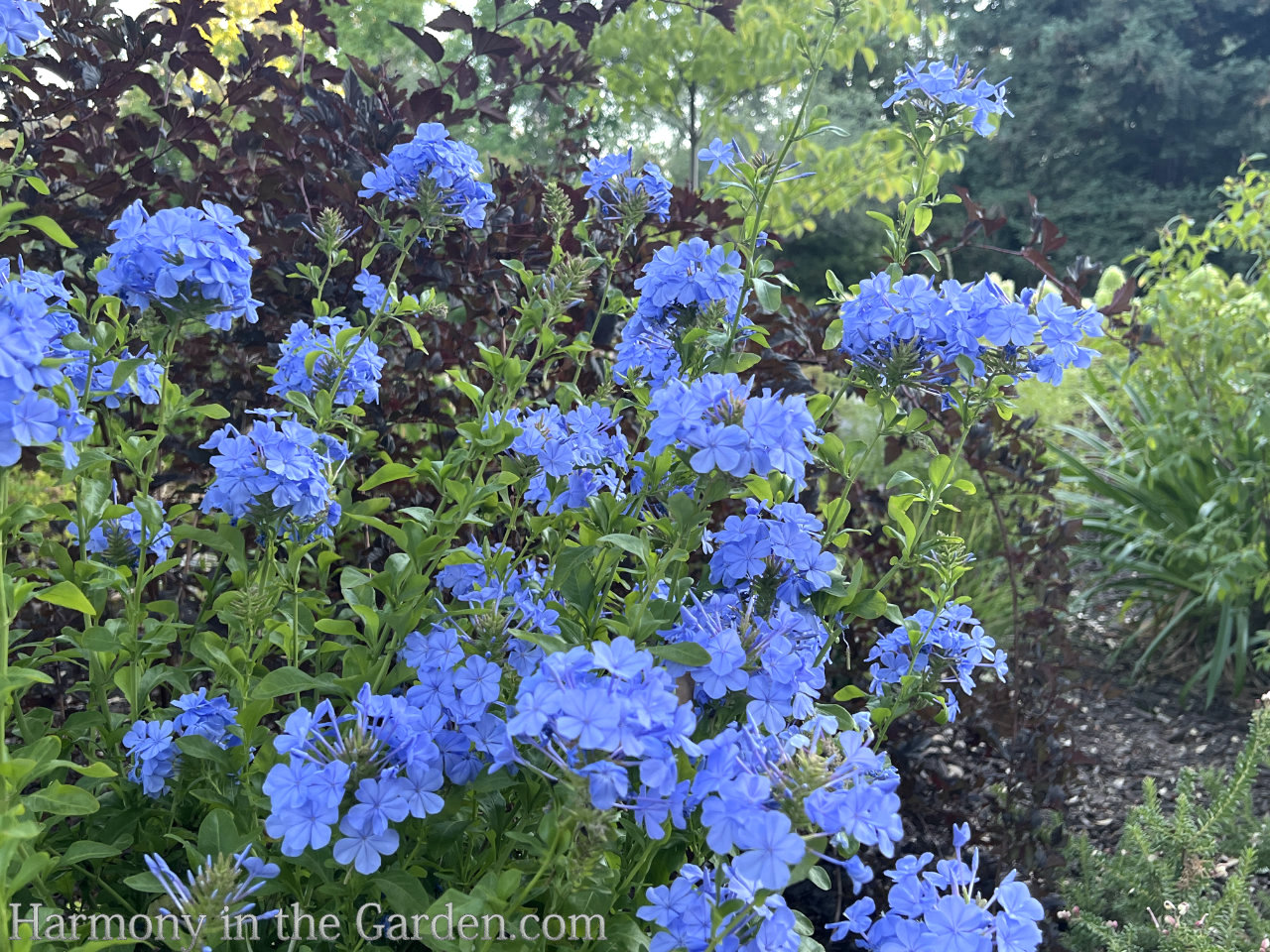 blue in the garden