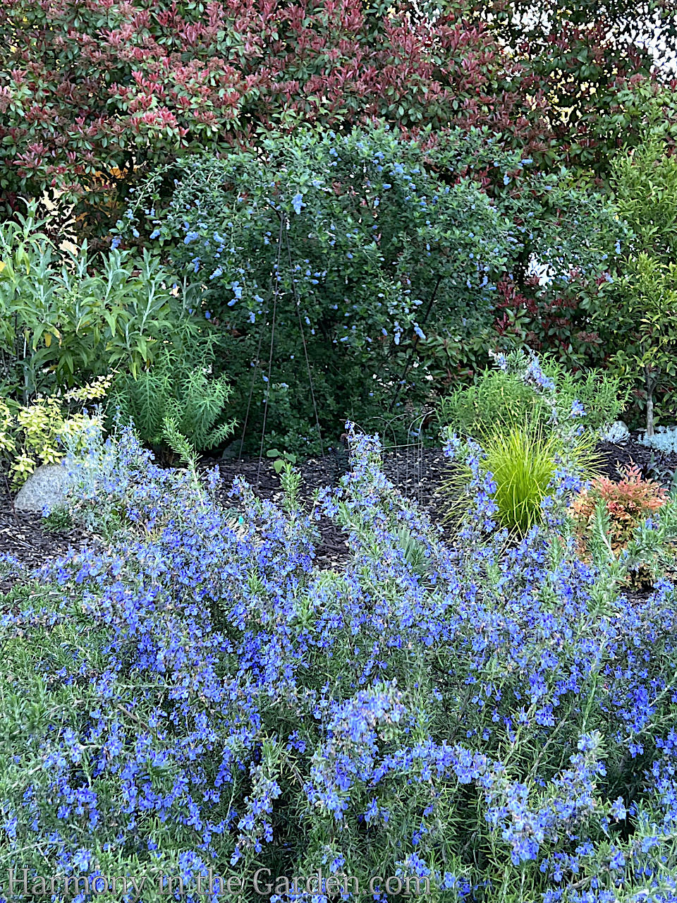 blue in the garden