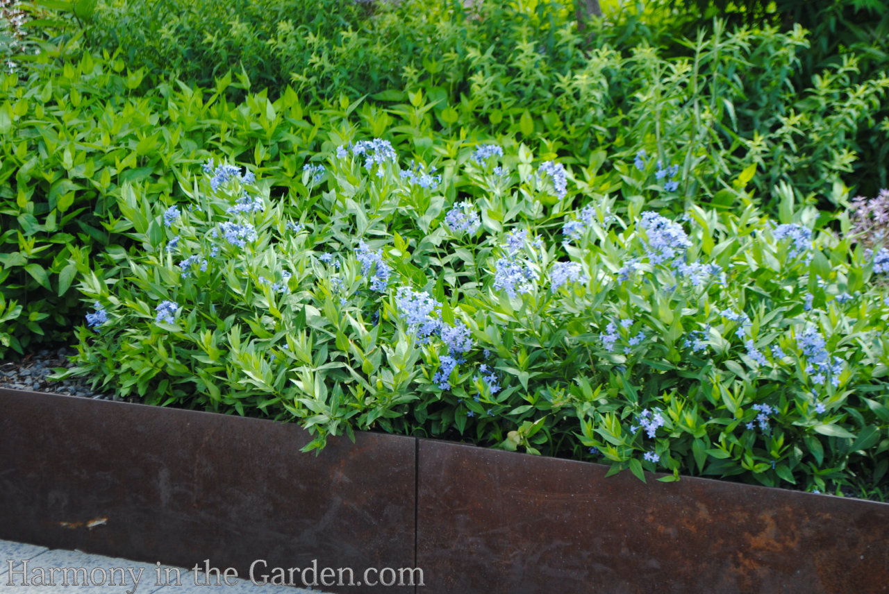 blue in the garden