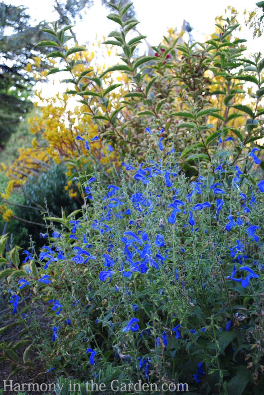 blue in the garden