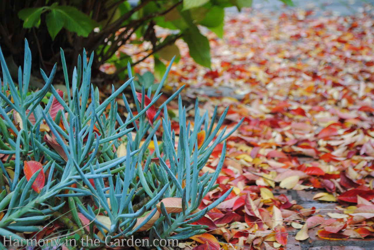 fall clean-up