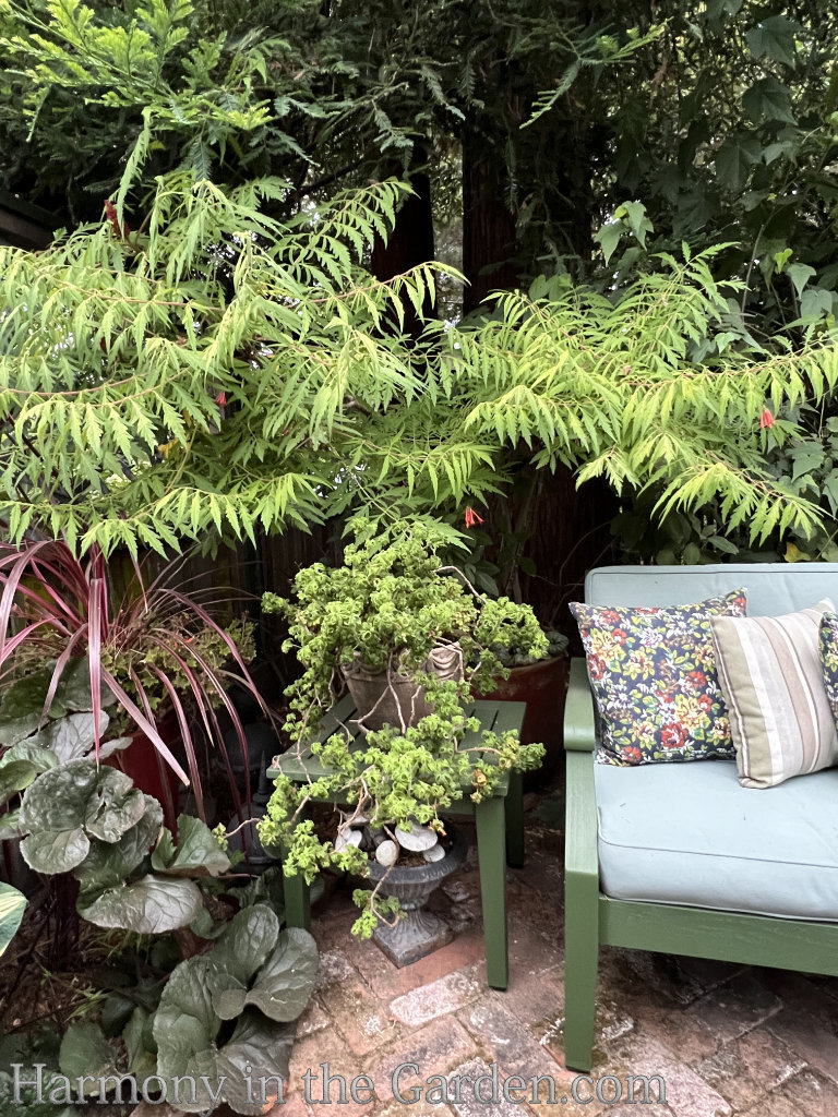 tiny courtyard with bold texture