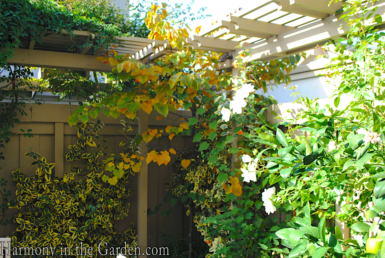 tiny patio and courtyard