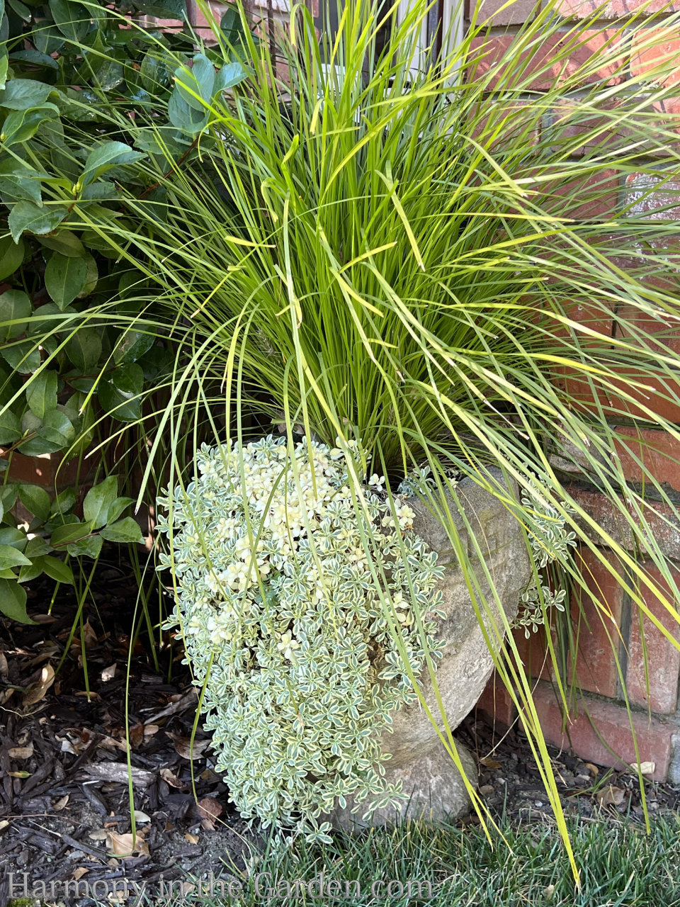 containers in the garden