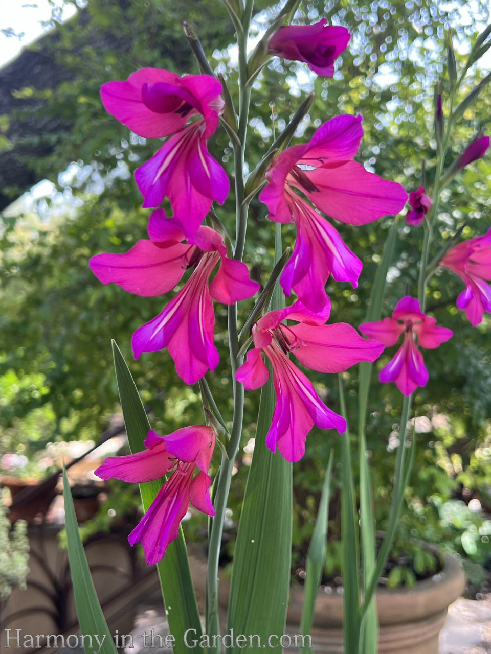 pink flowers