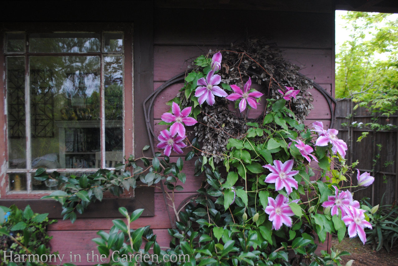 pink in the garden