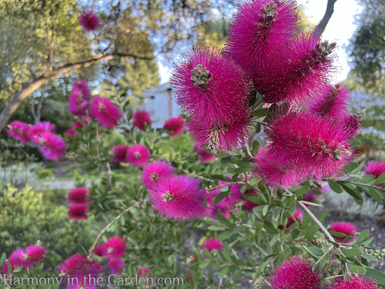 pink flowers