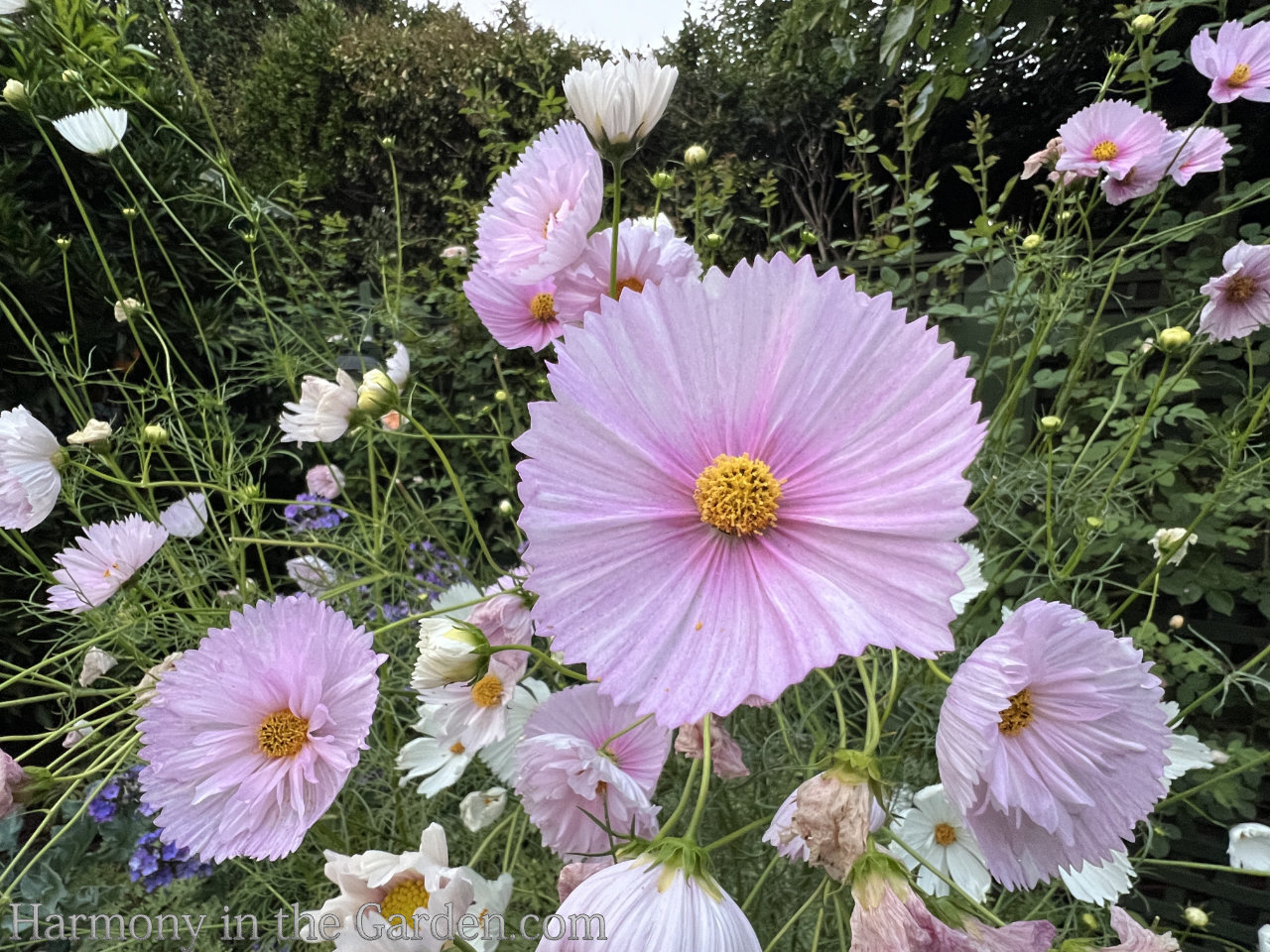 pink blooms