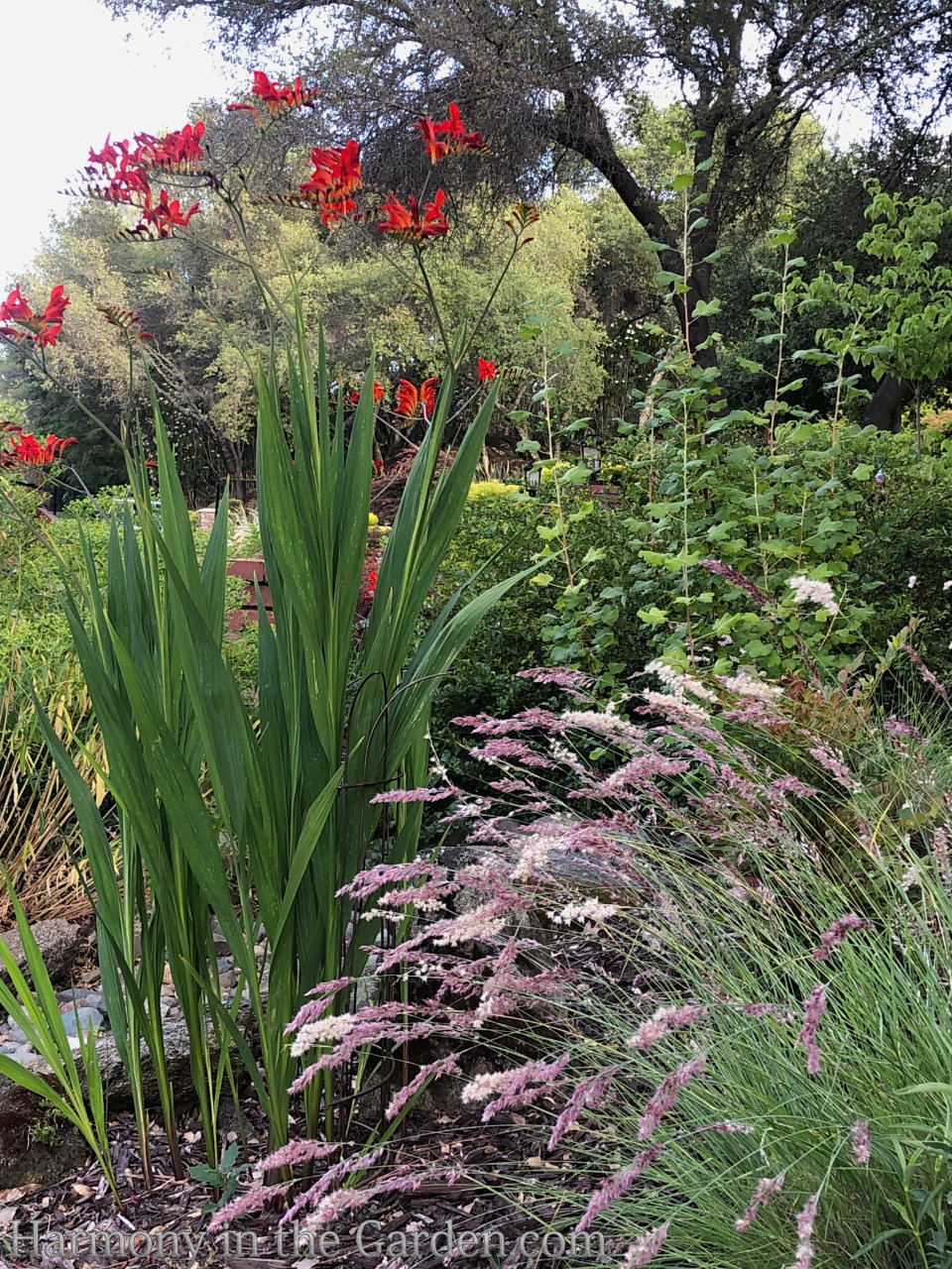 pink grass