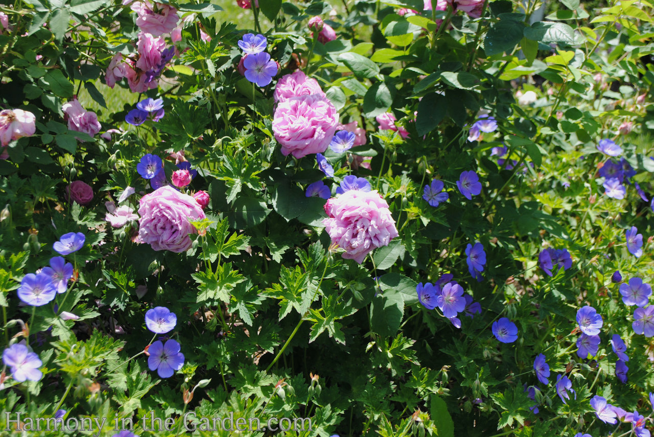 pink in the garden