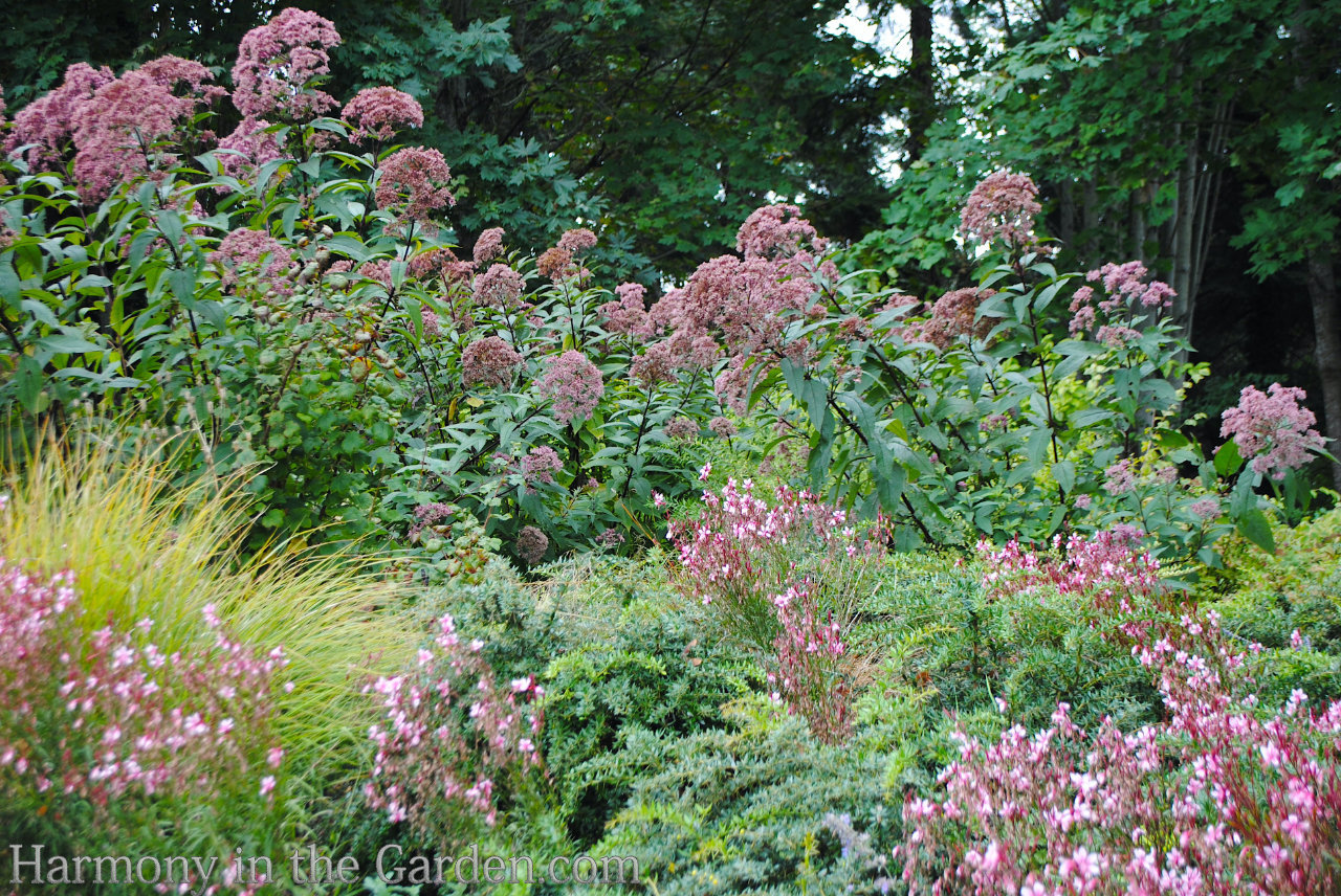 soft pink flowers