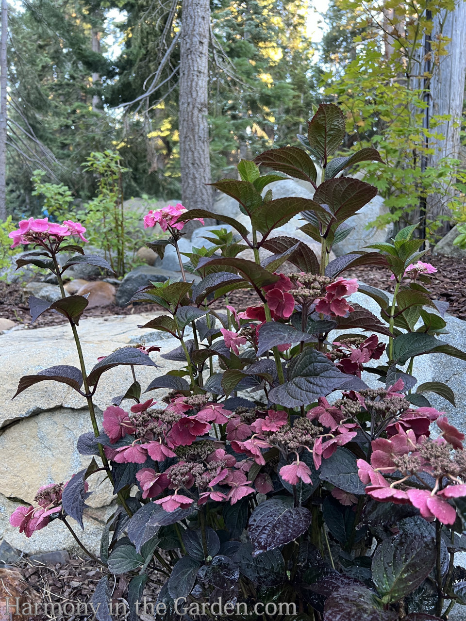 pink flowers and maroon foliage