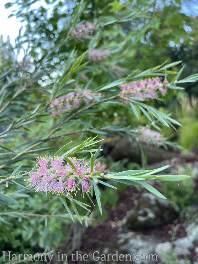 pink flowers