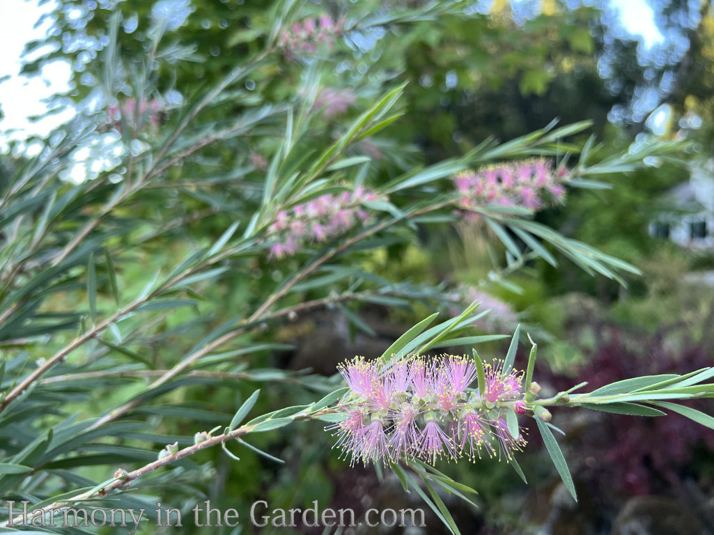 pink flowers