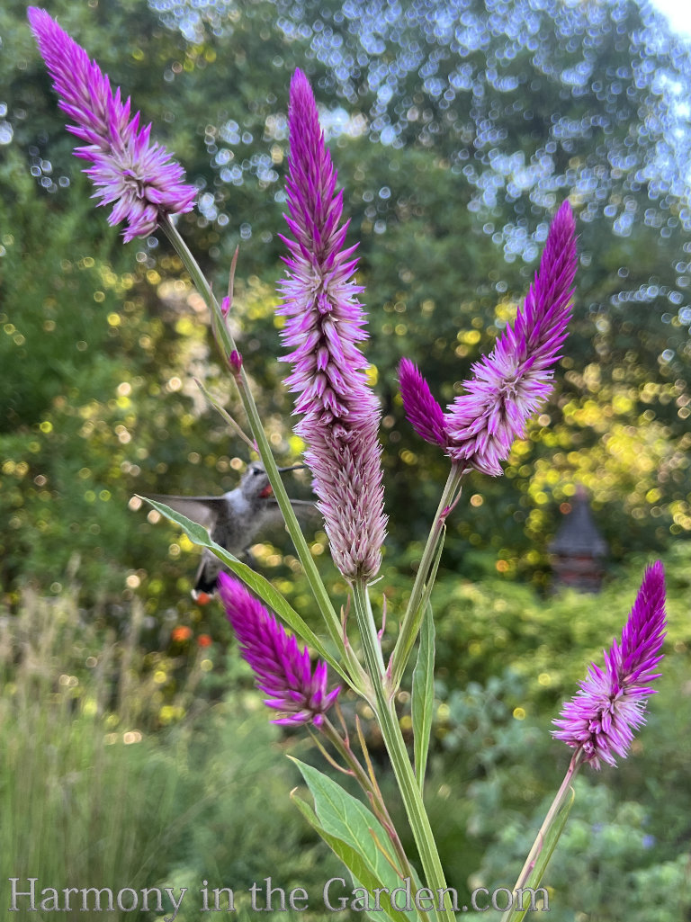 tall pink