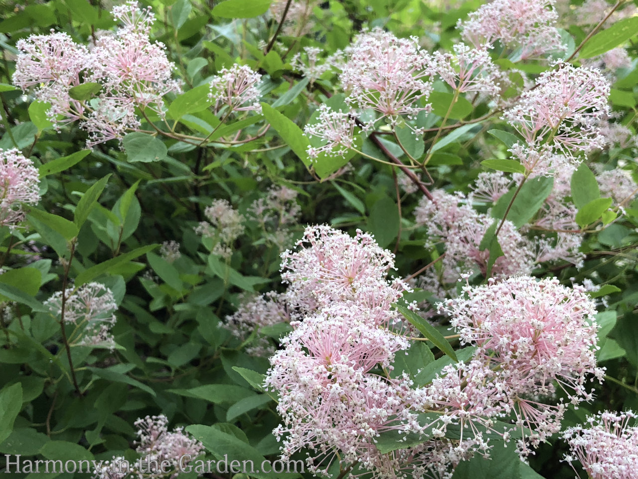 pink in the garden