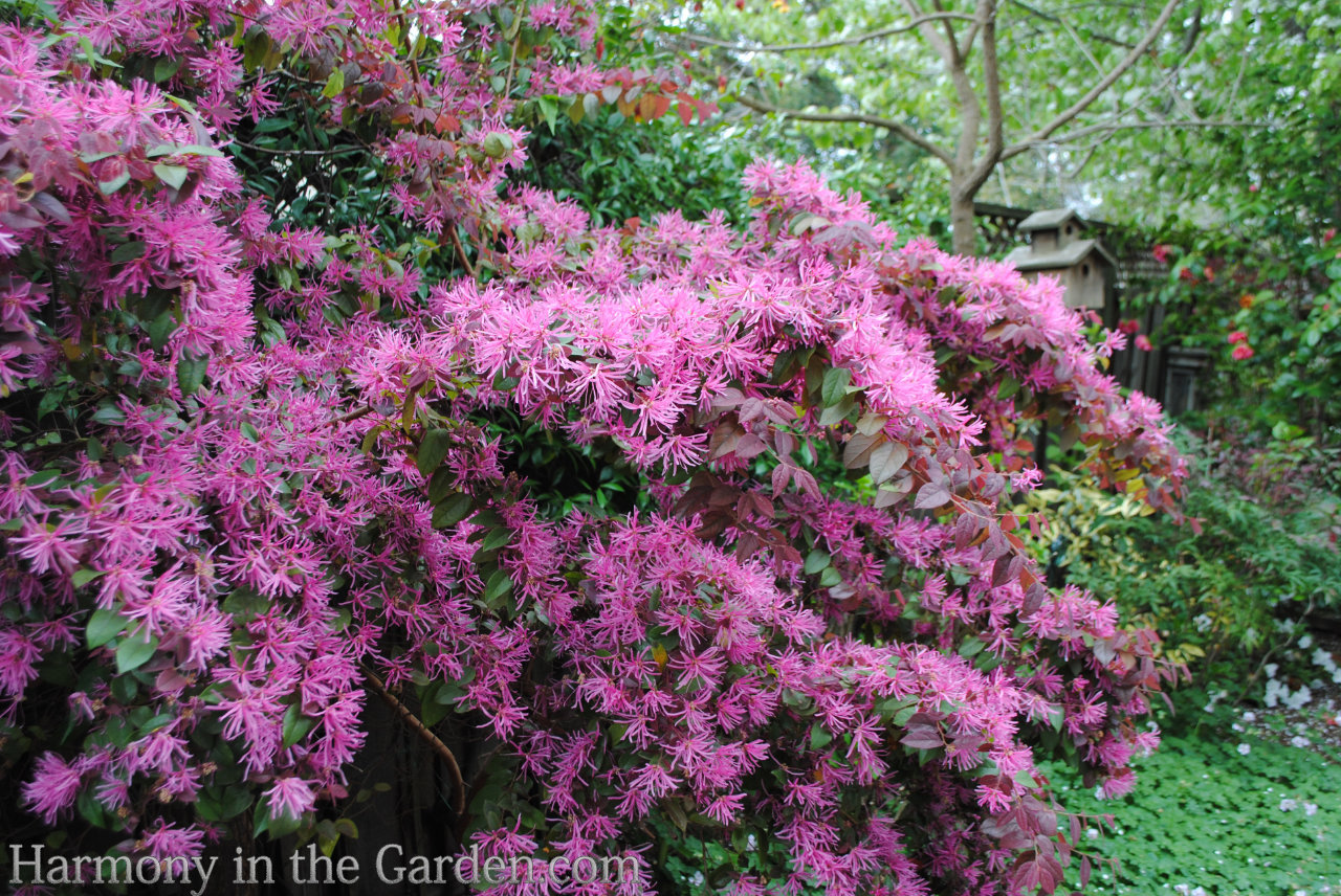 pink flowers