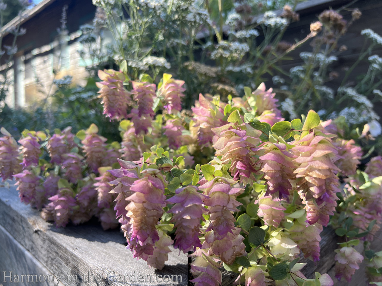 pink herbs