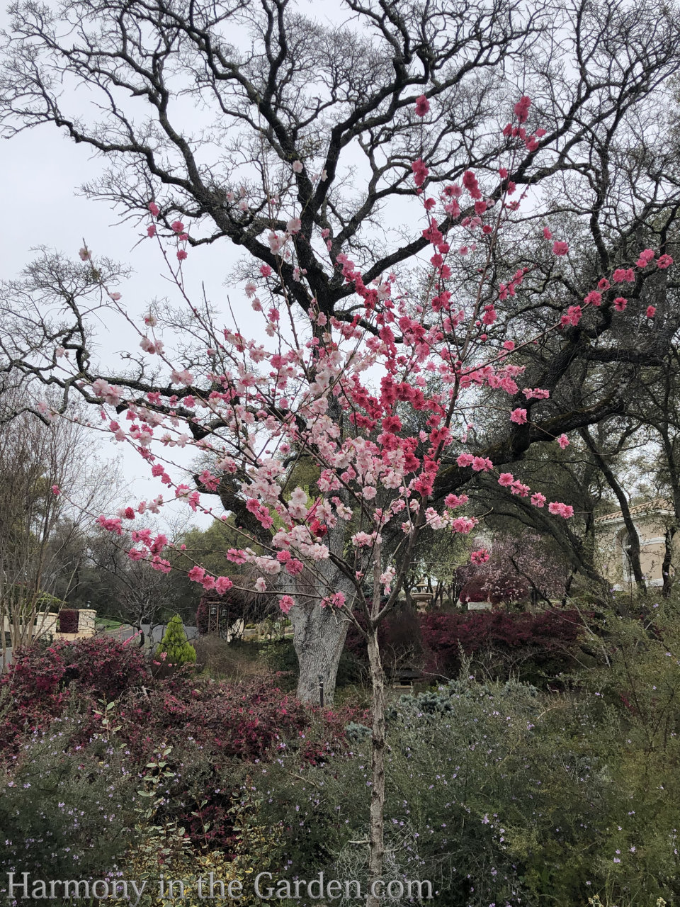 pink blossoms