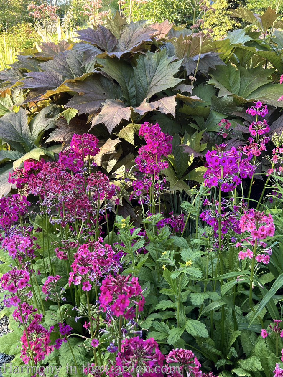 vibrant pink in the garden