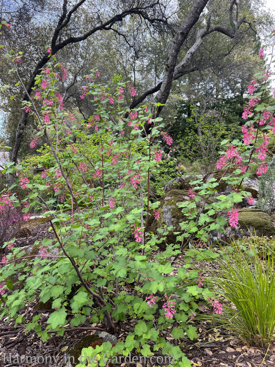 pink blooms