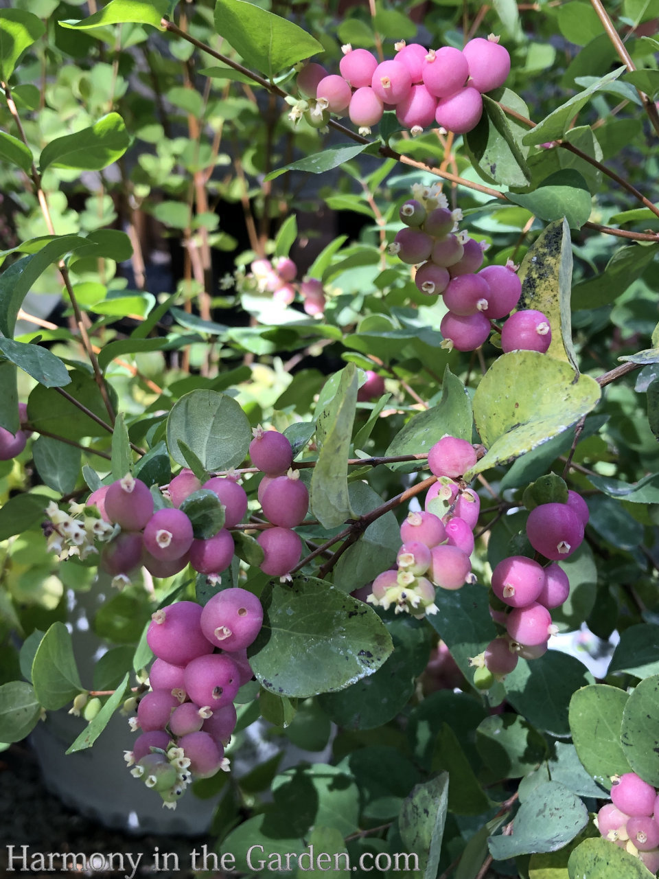 pink berries