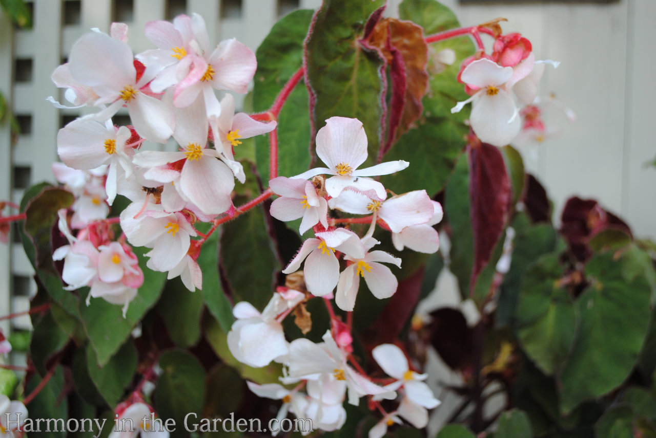 pink stems