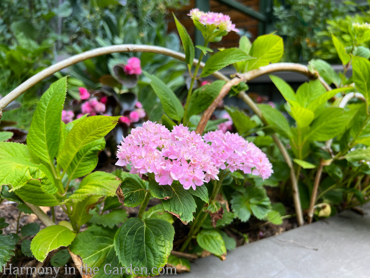 garden hacks