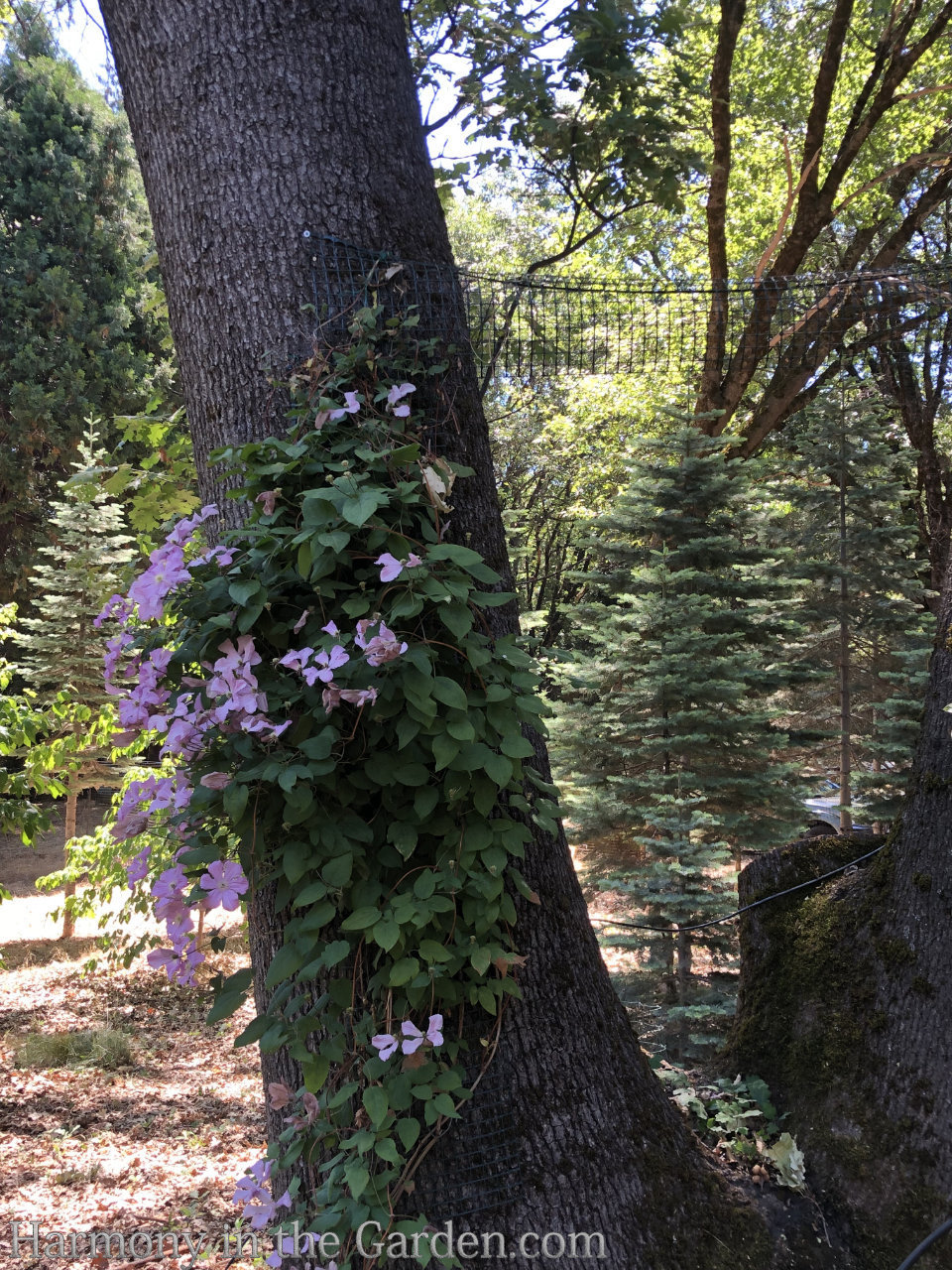 garden tour inspiration