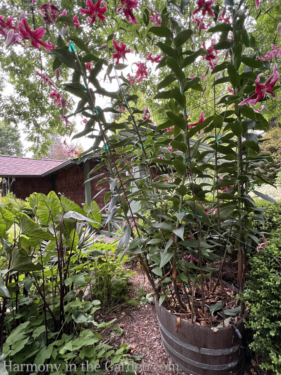 garden tour inspiration