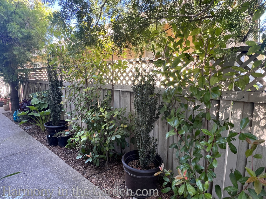 HOA side yard garden