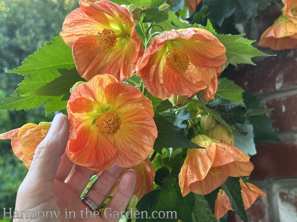 hardy resilient orange flowers