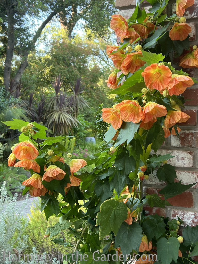 resilient hardy plants