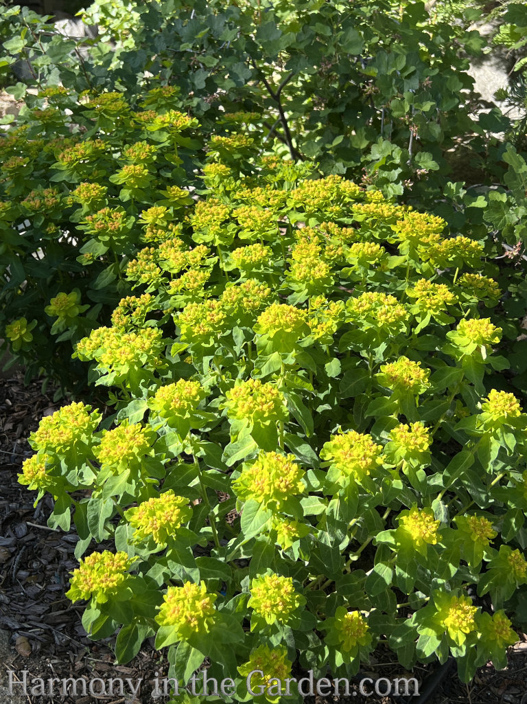 hardy resilient plants