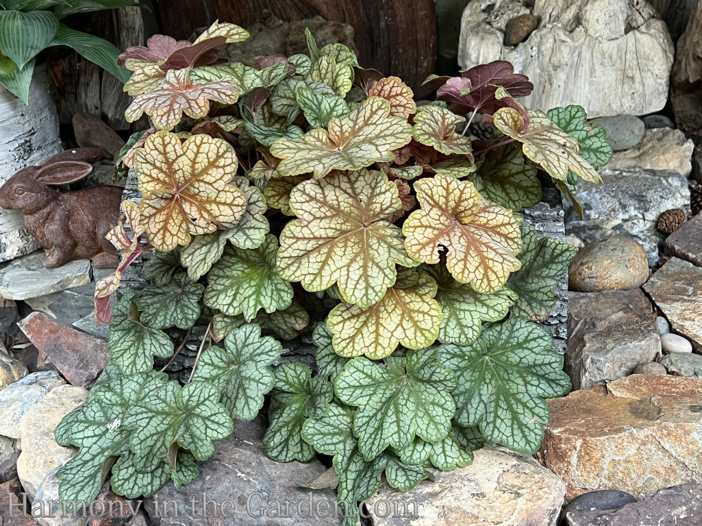hardy resilient heuchera