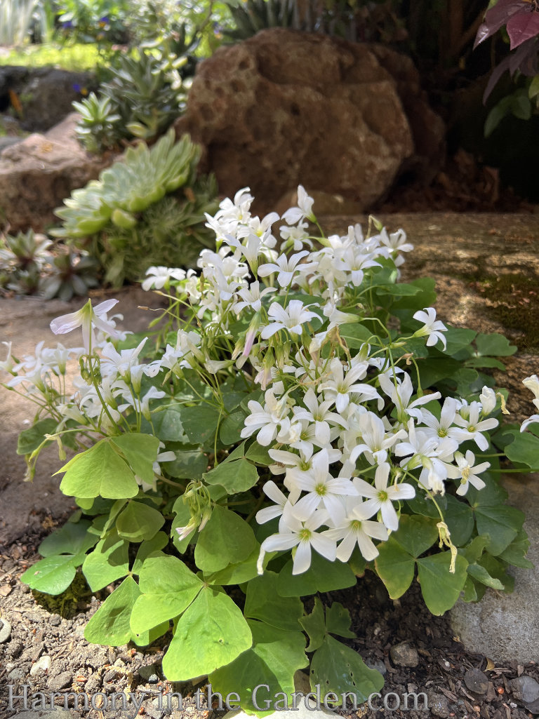 hardy resilient plants